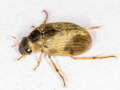 Berosus affinis